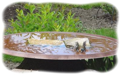 Parabole recycle en piscine pour oiseaux.