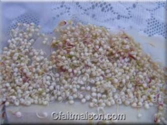 Graines de quinoa blanc germes